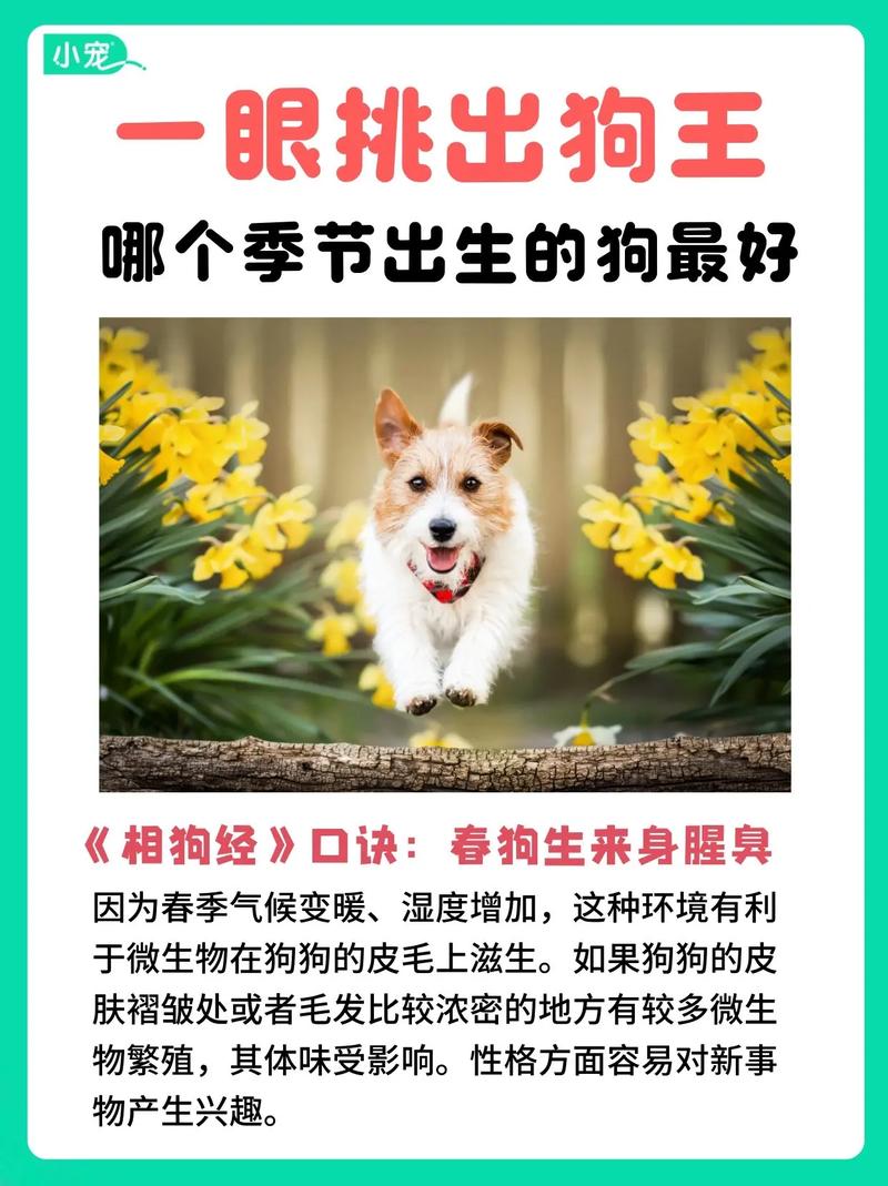 “将门出生有犬子,天地一间相隔一”是什么生肖动物的简单介绍