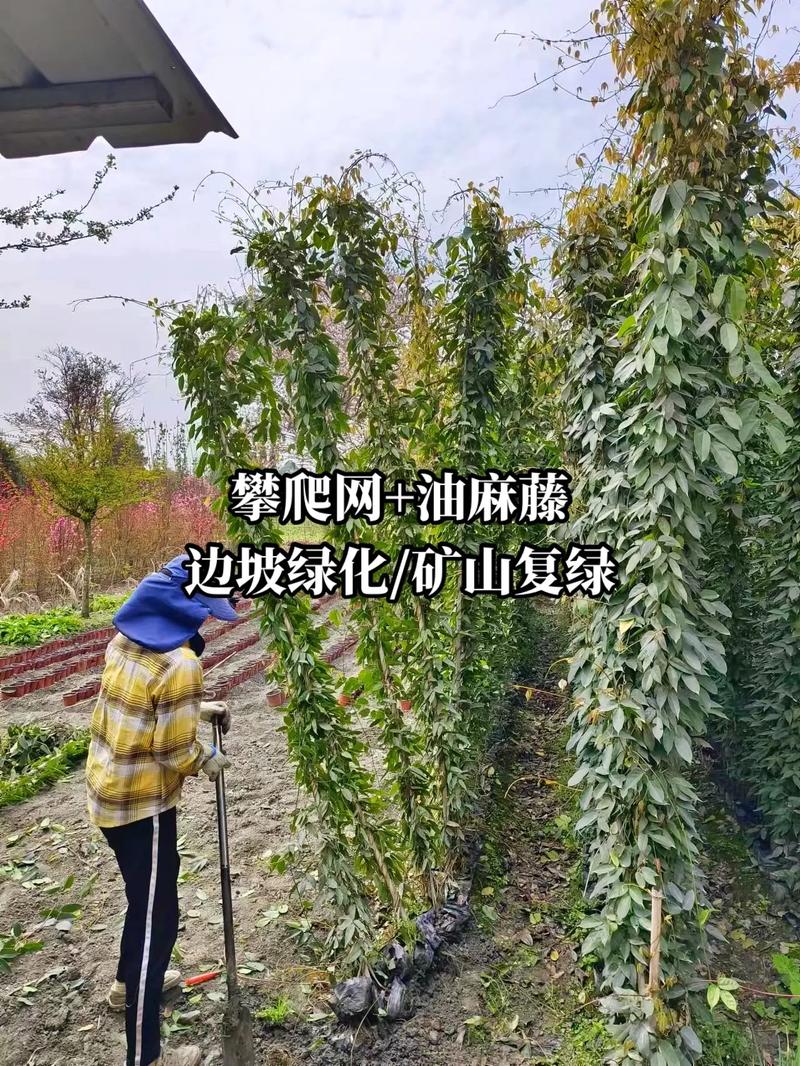 户外攀爬软件哪个好、户外攀爬植物种什么好