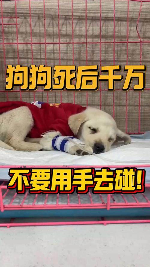 狗死后为什么不让主人碰、狗死后为什么不让主人碰屁股