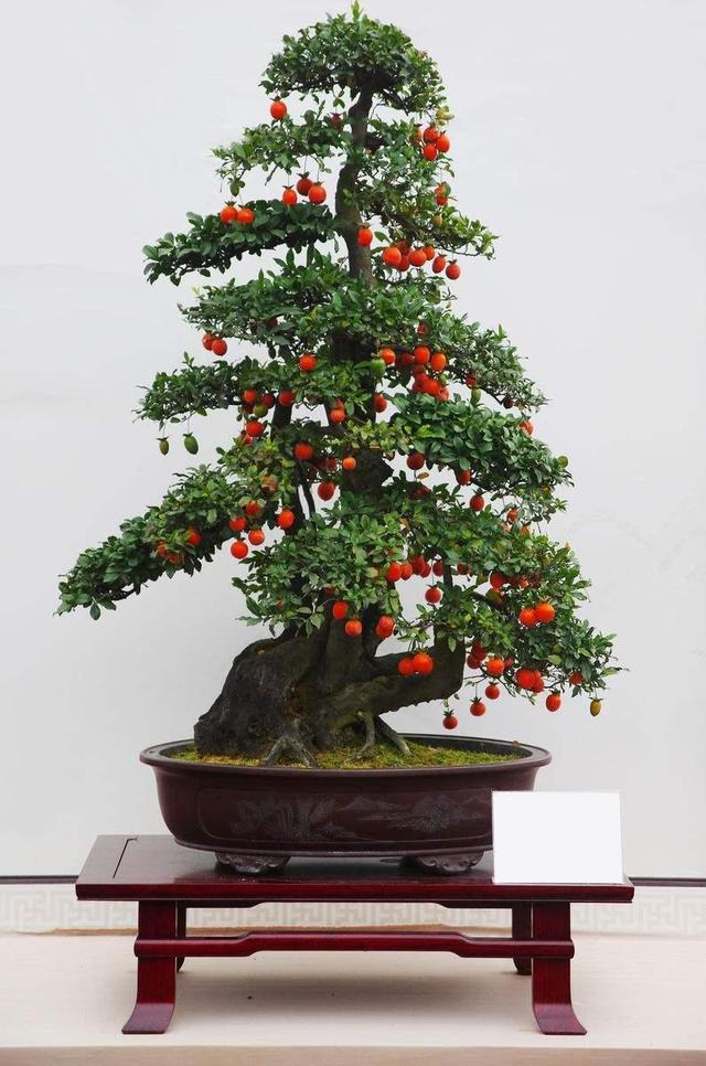 盆景排名做盆景植物、盆景排名做盆景植物怎么样