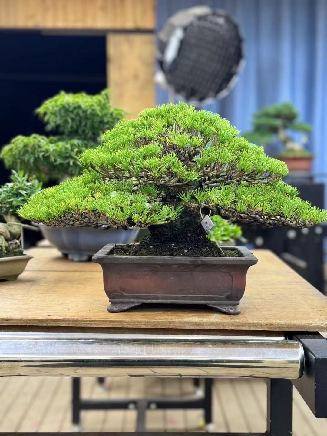 盆景排名做盆景植物、盆景排名做盆景植物怎么样
