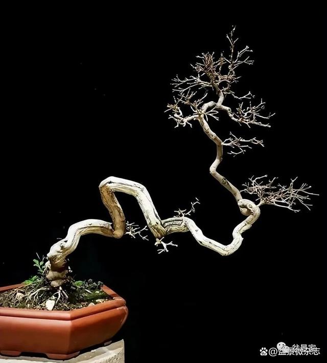 黄荆坨坨桩怎么造型、崖荆生桩怎么种植视频